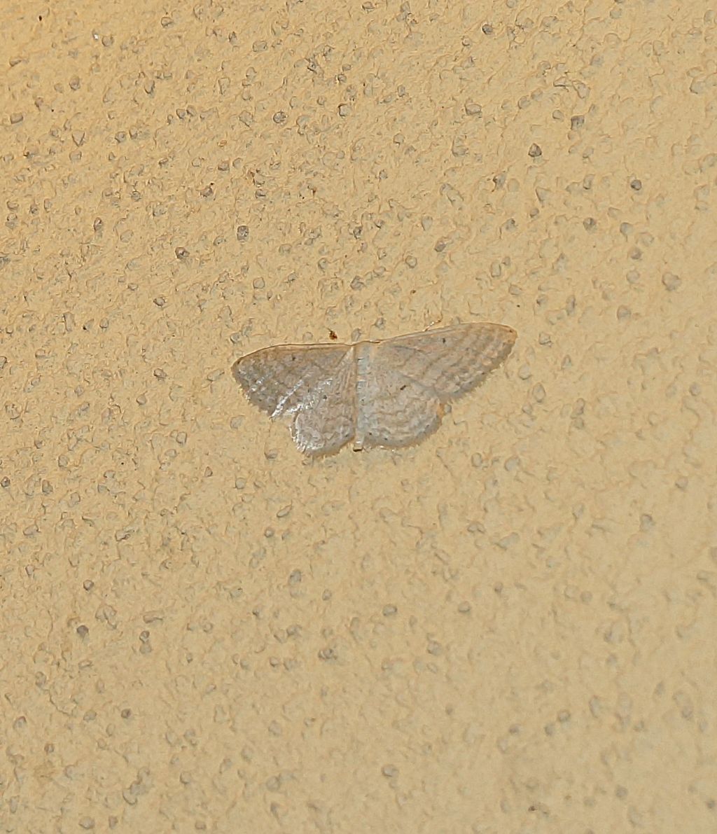 geometridae Asthena anseraria